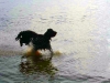 blankenesehund5.jpg