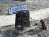 blankenesehund7.jpg